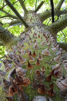 a very tall tree with lots of mushrooms growing on it