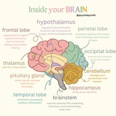 Talks about the major brain areas and their key functions #psychology #brain #mentalwellness #psychologist Brain Areas And Functions, Psychology Medications, Study Of Psychology, Intro To Psychology Notes, Behaviorism Psychology, Sensation And Perception Psychology, Brain Diagram Psychology, Psychology Notes College, Study Psychology Aesthetic