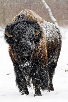 a large bison standing in the snow