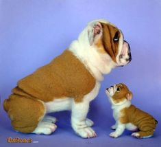 a brown and white dog sitting next to a small stuffed animal bulldog on a blue background