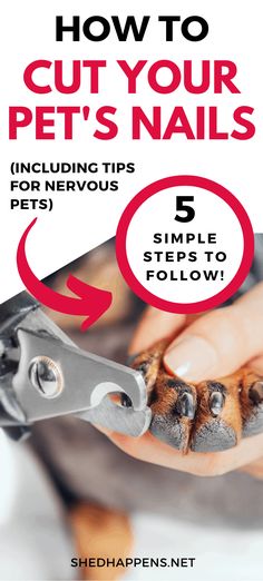 how to cut your pet's nails including tips for nervous 5 simple steps to follow