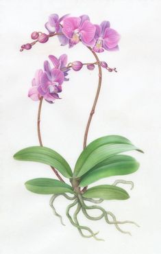 an orchid plant with purple flowers and green leaves on a white background is depicted in this painting