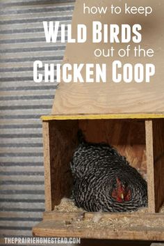 a chicken coop with the words how to keep wild birds out of the chicken coop