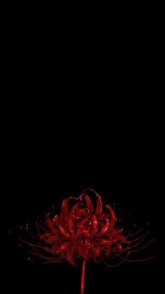 a red flower is in the dark with its petals sprout out from it