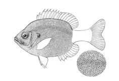 a black and white drawing of a fish next to a round object on a white background