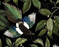 a black and white bird with blue wings sitting on top of some green leafy branches