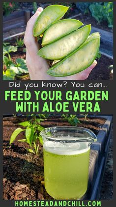 a jar filled with green liquid next to a plant and the words did you know you can feed your garden with aloe vera?