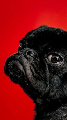 a close up of a pug dog with a red background