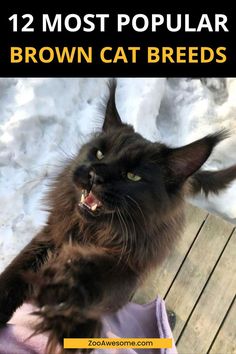 Top Brown Cat Breeds Overviewed: A Complete Guide | Cat Lover, Funny Cats, Pet Cat Care Tips & Facts, Cat Behavior & Signs, Cat Training | Oriental Shorthair Cat, Manx Cat, Persian, Devon Rex, York Chocolate Cat Brown Fluffy Cat, Chocolate Brown Cat, Brown Kitten Aesthetic, White And Brown Cat, Kittens Brown, Dark Brown Cat, Light Brown Cat, Cat Chocolate, Brown Kitty