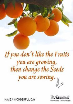 an orange tree filled with ripe oranges on it's branches and the words if you don't like the fruits you are growing, then change the seeds you are sowing