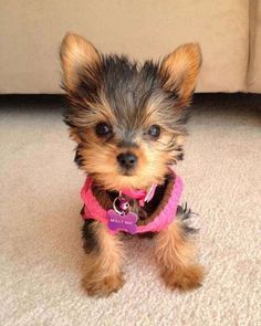 a small brown and black dog sitting on the floor