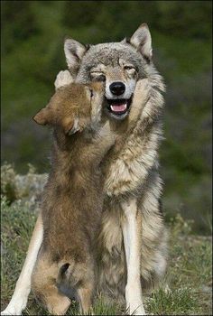 two wolfs are playing with each other in the grass and one is rubbing its head on another's back