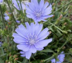 some blue flowers are growing in the grass