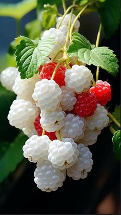 some white and red berries are hanging from a branch with green leaves on the other side