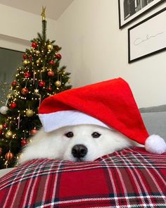 a white dog wearing a santa hat laying on top of a couch next to a christmas tree