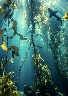 an underwater view of seaweed and sharks swimming in the blue water with sunlight streaming through