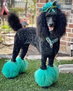 a black poodle standing on top of green fluffy balls in front of a brick building