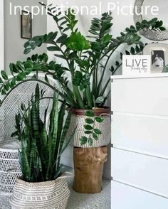 two potted plants sitting next to each other on top of a white dresser in a living room