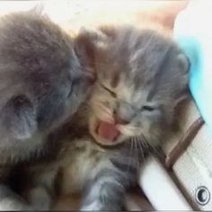 two kittens are cuddling together and one is yawning