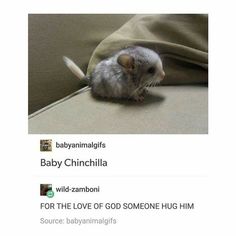 a small mouse sitting on top of a couch next to a blanket and pillow with the caption baby chinchilla for the love of god someone hug him source babyanimallff