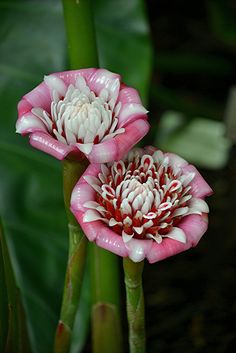 two pink and white flowers with green stems