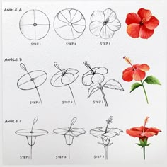 an image of different types of flowers drawn in pencil and watercolor on white paper