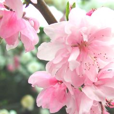 pink flowers are blooming on a tree branch