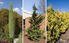 four different types of trees and shrubs