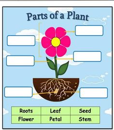 parts of a plant that are labeled in the diagram below, including roots and leaves