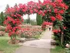 red flowers are blooming on the trees and in the bushes, along with a walkway