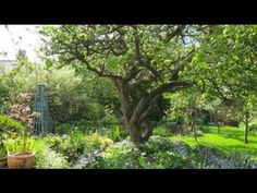 the garden is full of plants and flowers, including an old tree in the middle