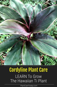 an image of a plant with the words cordyline plant care learn to grow the hawaiian tii plant