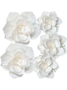 four white flowers on a white background