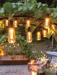 some lights hanging from a tree in the middle of a yard with lots of plants