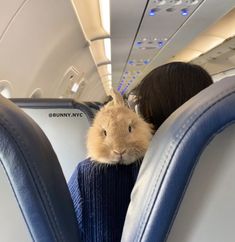 a woman is holding a small rabbit in her arms on an airplane with the seats down