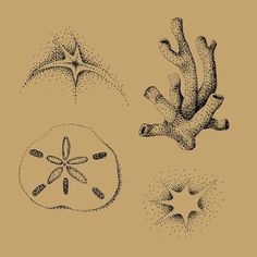 three different types of starfish and sea stars on a beige background with black ink