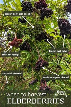 an image of elderberries growing on the tree with labels labeled in english and spanish