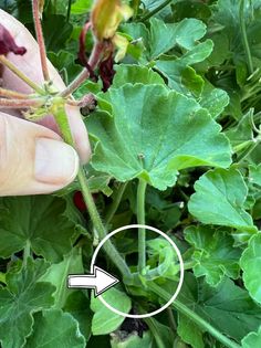 Deadheading geraniums is a simple yet effective gardening practice that can significantly enhance your plant’s appearance and overall health. By regularly removing spent blooms, you're encouraging your geraniums to produce more flowers, creating a vibrant and colorful display throughout the growing season. Geranium deadheading is a valuable technique that every gardener should master. Pots Garden Ideas, Gardener Quotes, Flower Garden For Beginners, Garden Ideas Flower, Garden For Beginners, Flower Garden Ideas