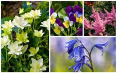 four different types of flowers are shown in this collage, including bluebells, purple and yellow