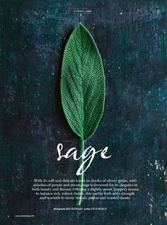 a green leaf with the word sage written in white on it's side, against a black background