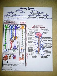 diagram of nervous system on paper with caption