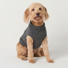 a brown dog wearing a gray sweater