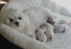 a small white dog laying on top of a bed next to two smaller puppies