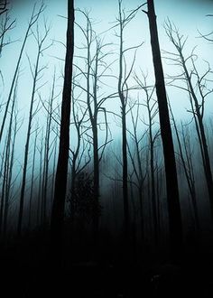 trees with no leaves in the dark forest