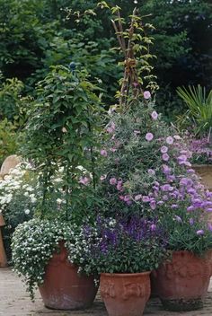 several potted plants with purple and white flowers