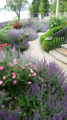 a garden with lots of purple flowers and greenery