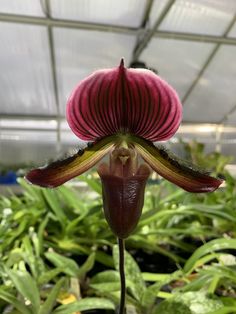 the flower is blooming in the greenhouse