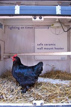 a black chicken standing in hay next to a sign on the wall that says safe cosmic wall mount heater