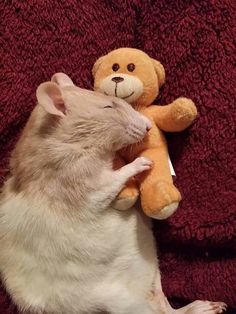 a rat is holding a teddy bear on its back while laying down next to it