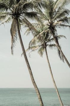 two palm trees on the beach with water in the background